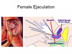Female-Ejaculation