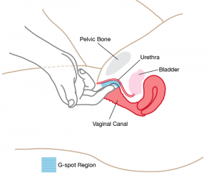 g-spot